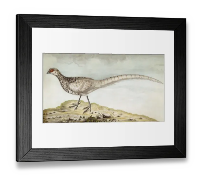 Framed Print : Pheasant M981008
