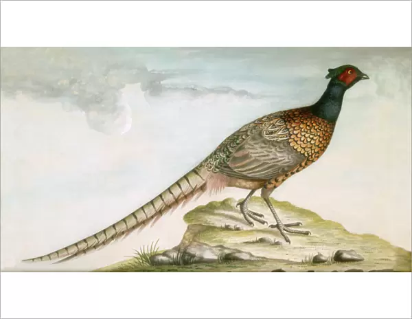 Pheasant M981009