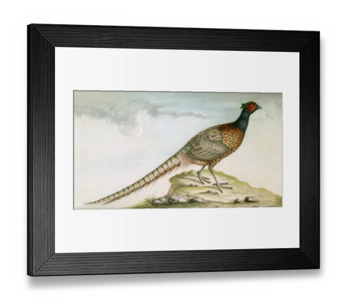 Framed Print : Pheasant M981009