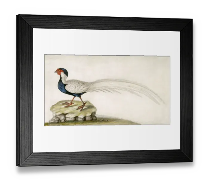 Framed Print : Pheasant M981010