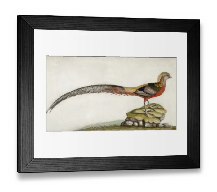Framed Print : Pheasant M981011