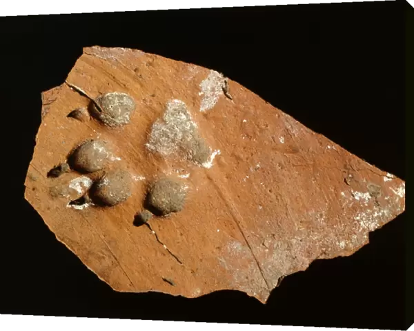 Tile fragment with dogs paw print K010328