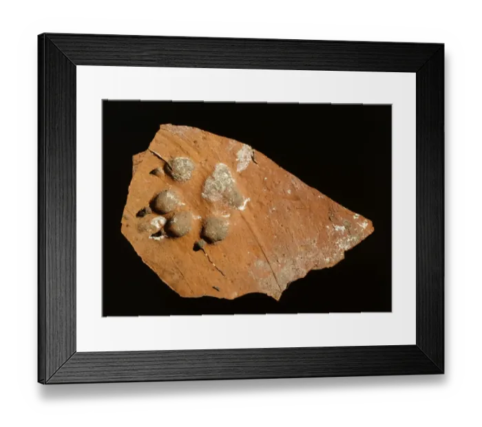 Framed Print : Tile fragment with dogs paw print K010328