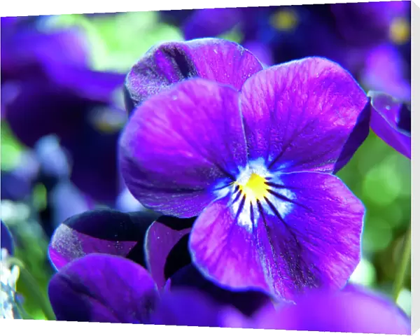 Violets N100281