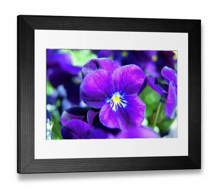 Framed Print : Violets N100281