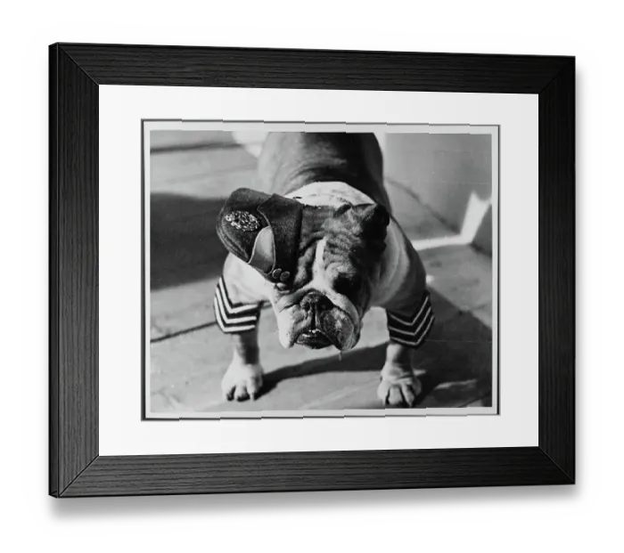 Framed Print : British Bulldog in RAF uniform chp01_07_01_235