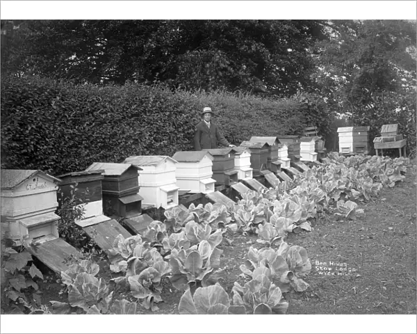 Beekeeping, 1908 BB98_06002