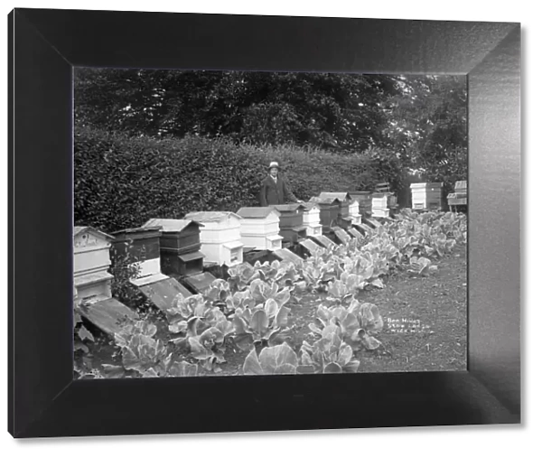 Beekeeping, 1908 BB98_06002