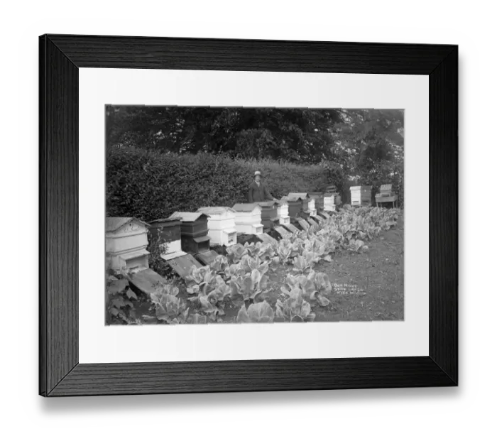 Framed Print : Beekeeping, 1908 BB98_06002