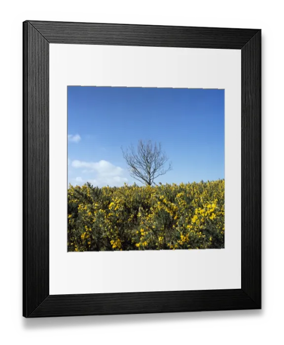 Framed Print : Exmoor K020598