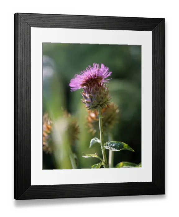 Framed Print : Thistle head K021483 Framed Print : Thistle head K021483