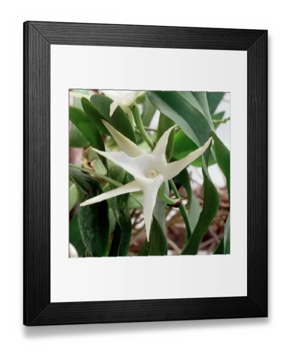 Framed Print : Comet Orchid K030209