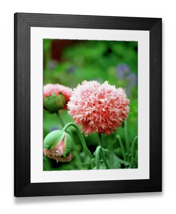 Framed Print : Poppy flower K031219