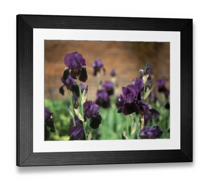 Framed Print : Bearded Iris K031221
