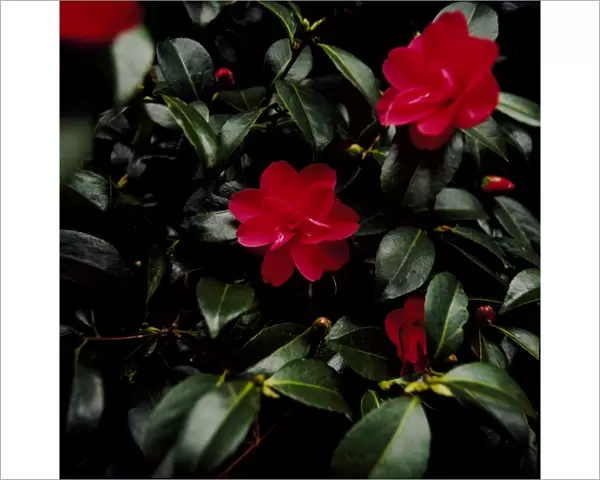 Camellia flowers K900172