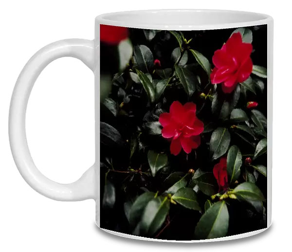 Camellia flowers K900172