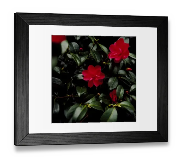 Framed Print : Camellia flowers K900172 Framed Print : Camellia flowers K900172