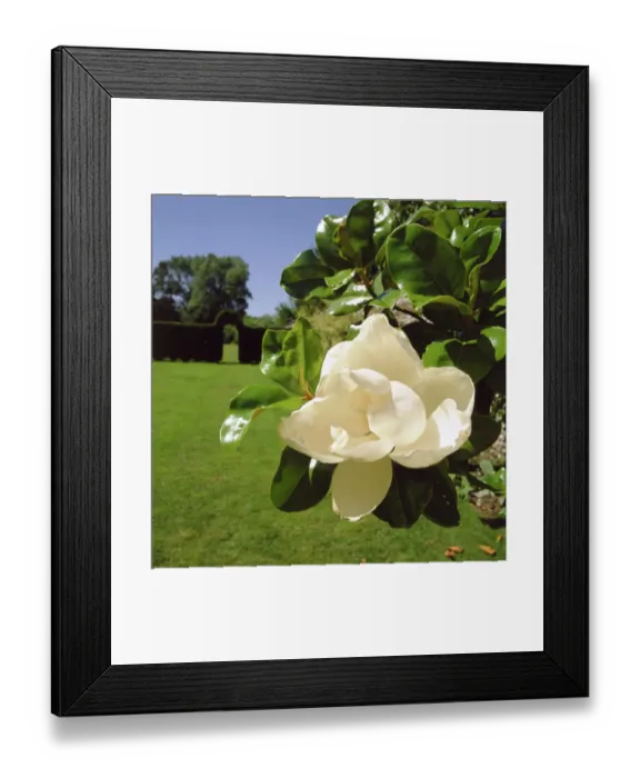 Framed Print : Garden flower K980679