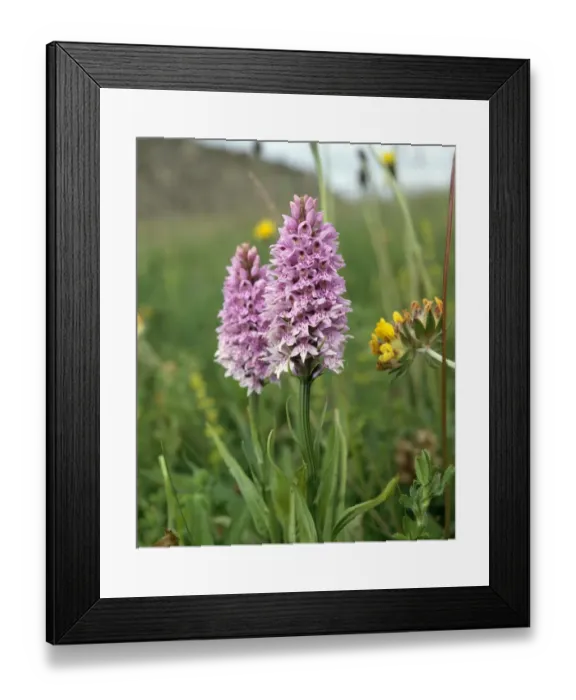 Framed Print : Common spotted orchid K991351 Framed Print : Common spotted orchid K991351