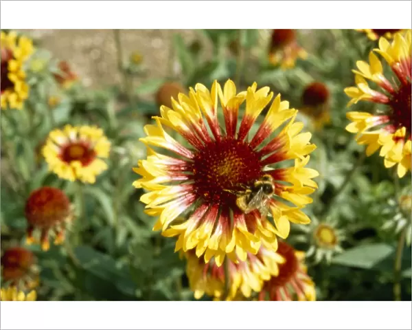 Bee on a flower M000877