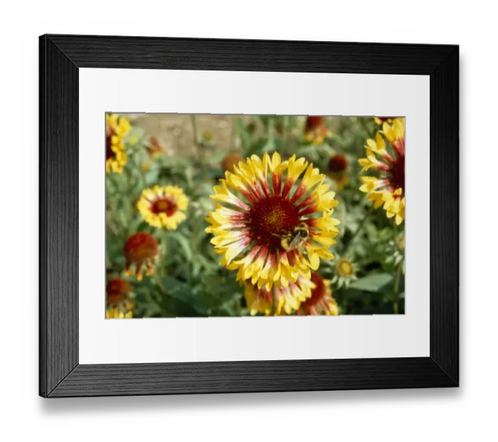 Framed Print : Bee on a flower M000877