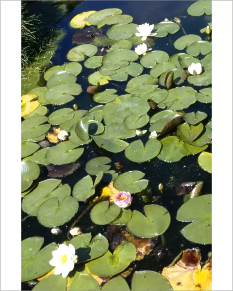 Water Lillies M010236