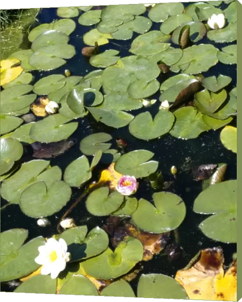 Water Lillies M010236