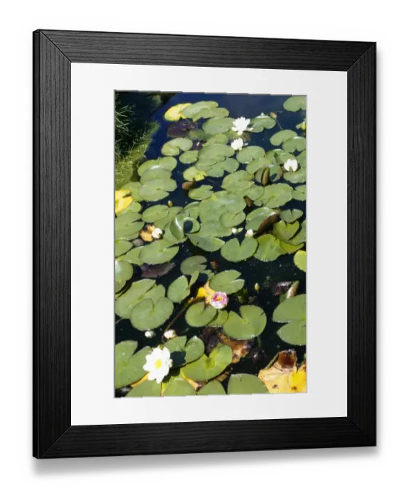 Framed Print : Water Lillies M010236