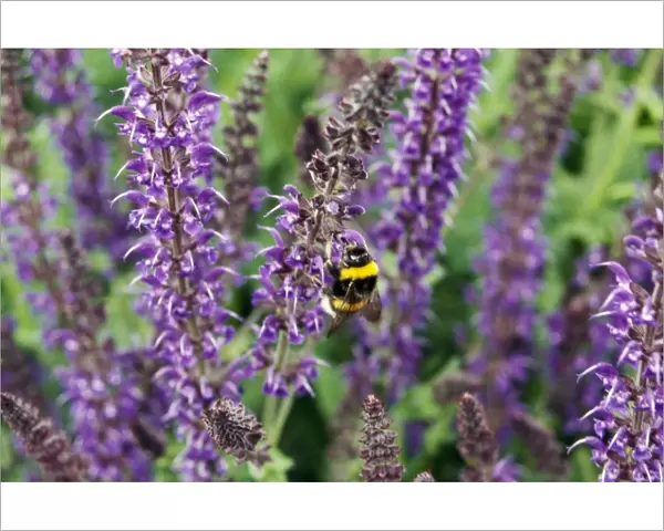 Bee on a sage flower M010515