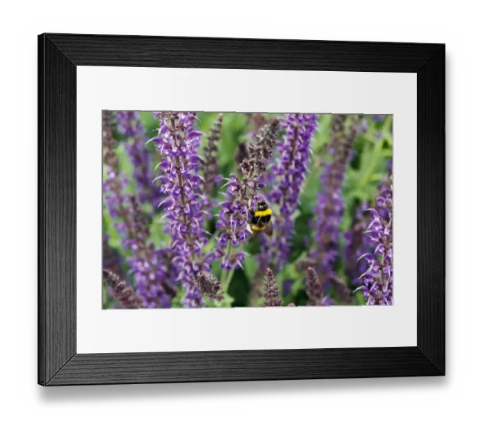 Framed Print : Bee on a sage flower M010515 Framed Print : Bee on a sage flower M010515