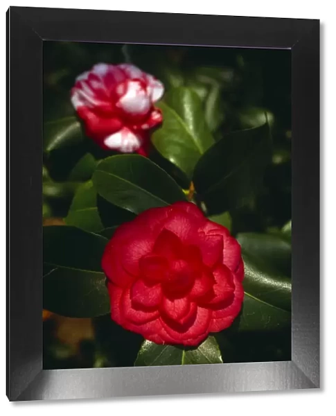Camellias in bloom M980809