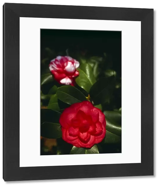 Camellias in bloom M980809