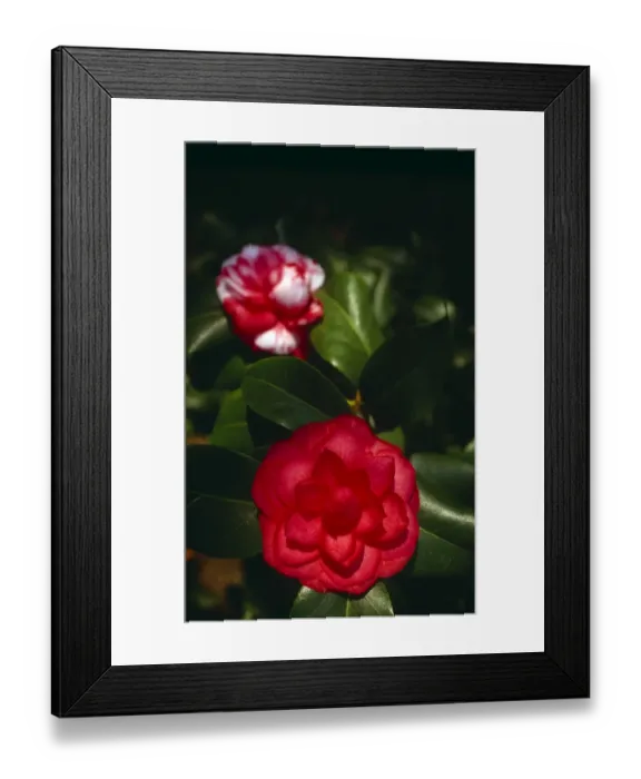 Framed Print : Camellias in bloom M980809 Framed Print : Camellias in bloom M980809