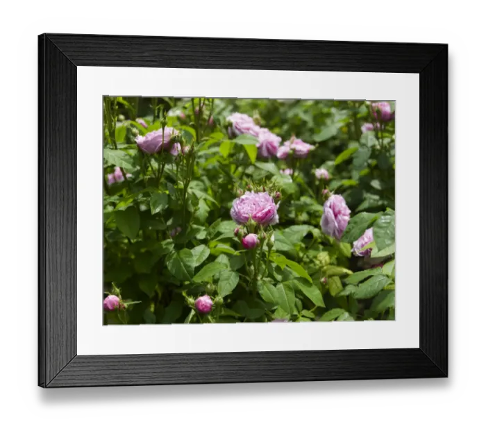 Framed Print : Rose in bloom N060040 Framed Print : Rose in bloom N060040