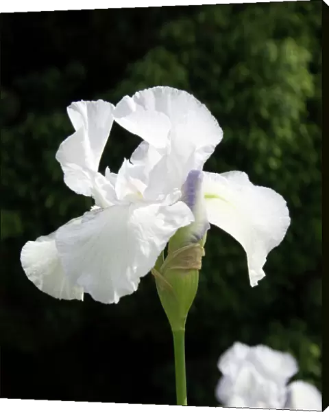 White iris N060066