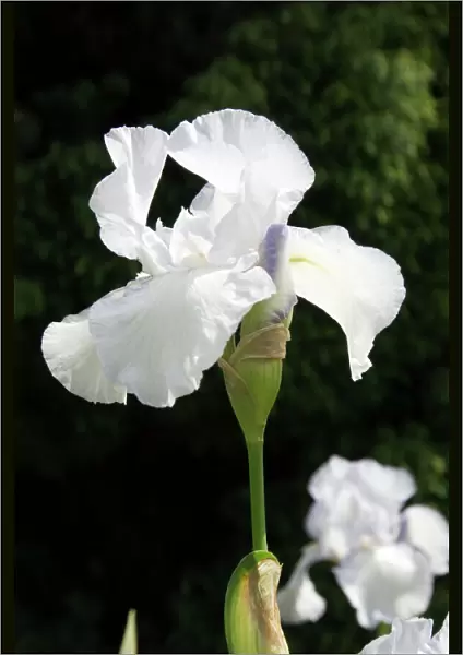 White iris N060066