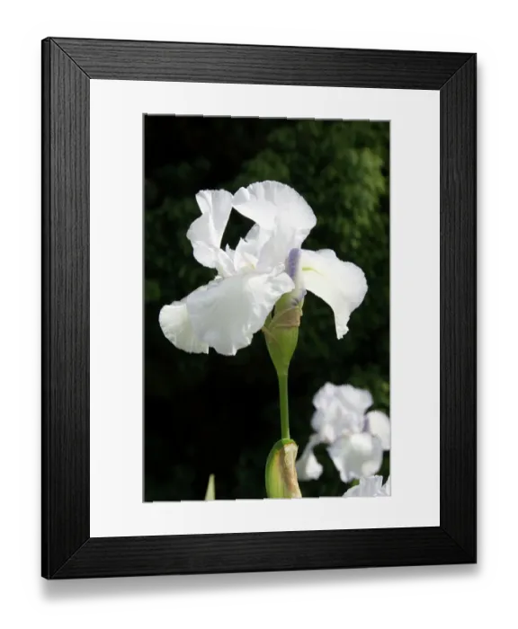 Framed Print : White iris N060066