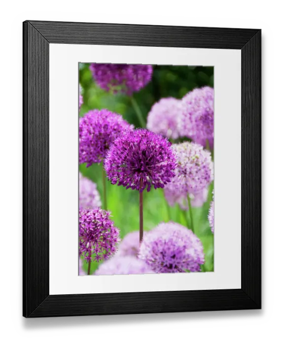 Framed Print : Purple alliums N060068