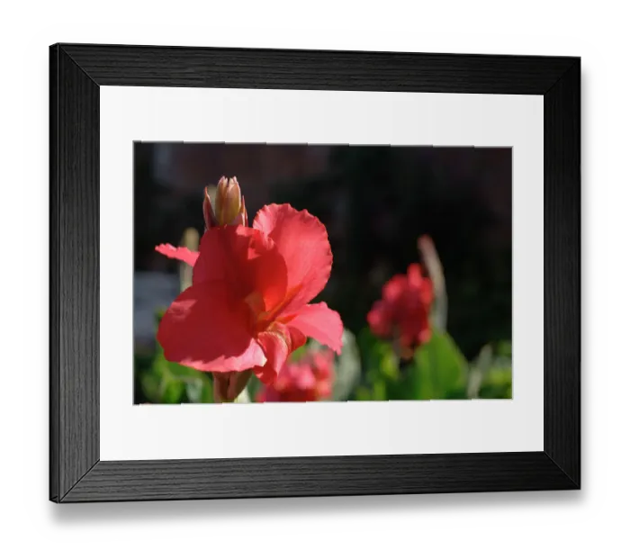 Framed Print : Flower in bloom N060379