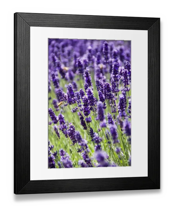 Framed Print : Lavender N060783