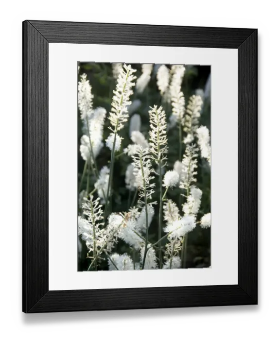 Framed Print : Flowers in bloom N060835