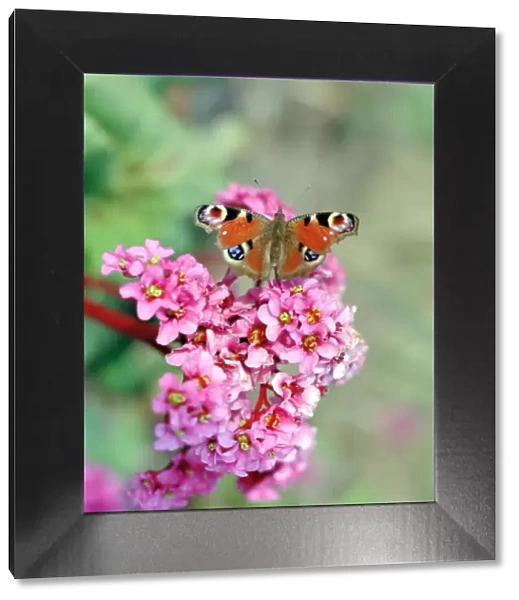 Butterfly on Bergenia flowers N060111