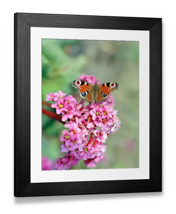 Framed Print : Butterfly on Bergenia flowers N060111