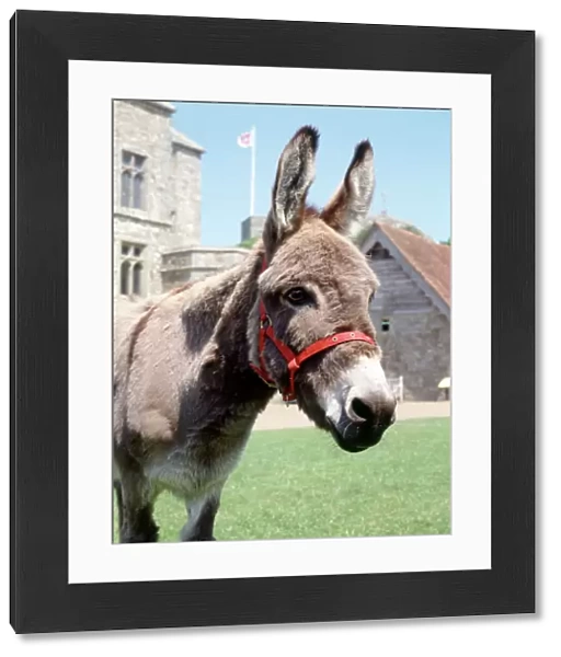 Carisbrooke Castle donkey K030728