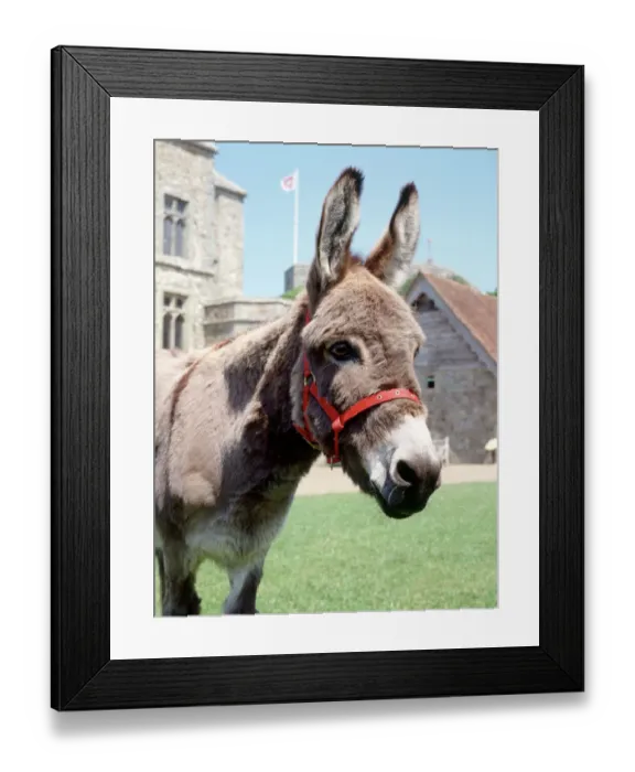 Framed Print : Carisbrooke Castle donkey K030728 Framed Print : Carisbrooke Castle donkey K030728