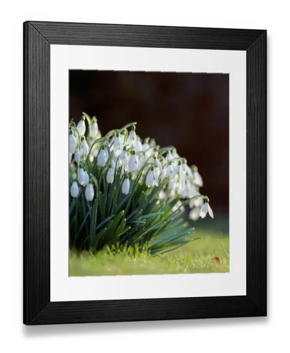 Framed Print : Snowdrops K060050 Framed Print : Snowdrops K060050