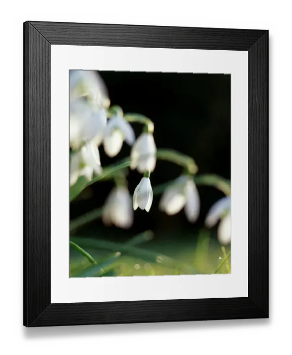 Framed Print : Snowdrops K060051