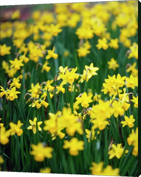 Daffodils K060052