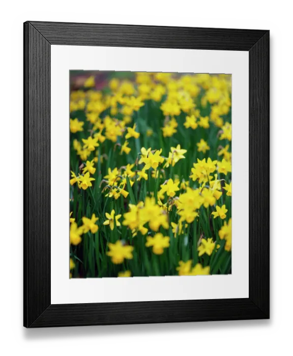 Framed Print : Daffodils K060052