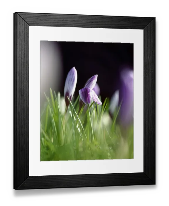 Framed Print : Crocus K060054